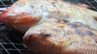 魚の塩焼き